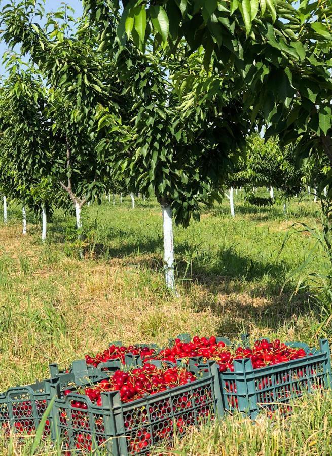Finca Idoize Camping Hotel Akhmeta Ngoại thất bức ảnh